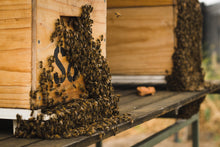 Load image into Gallery viewer, Botanical Brew Raw Honey (350g)