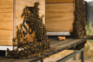 Botanical Brew Raw Honey (350g)
