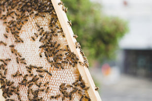 Botanical Brew Raw Honey (350g)